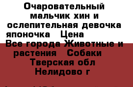 Очаровательный мальчик хин и ослепительная девочка японочка › Цена ­ 16 000 - Все города Животные и растения » Собаки   . Тверская обл.,Нелидово г.